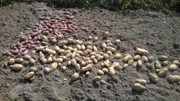 Aardappelen verschillende rassen beschikbaar voor biedingen