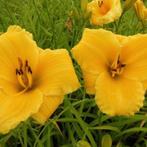 Hemerocallis Bakabana / Daglelie, Tuin en Terras, Planten | Tuinplanten, Zomer, Ophalen of Verzenden, Volle zon