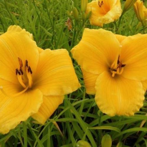 Hemerocallis Bakabana / Daglelie, Jardin & Terrasse, Plantes | Jardin, Plein soleil, Été, Enlèvement ou Envoi