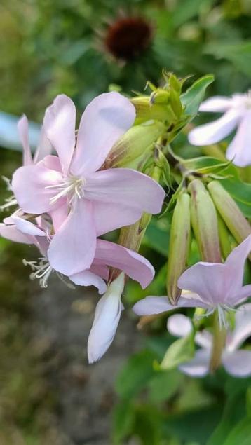 Zeeprkruid /Saponaria officinalis, ruikt heerlijk , vanaf 1e beschikbaar voor biedingen