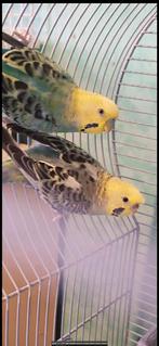 Couple perruche ondulées, Animaux & Accessoires, Oiseaux | Accessoires