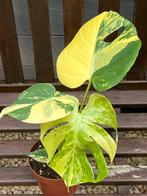 Monstera Deliciosa Pom Pom Aurea Variegated, Huis en Inrichting, Kamerplanten, Overige soorten, In pot, Minder dan 100 cm, Bloeiende kamerplant