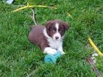 Border collie pups geboren op boerderij, Dieren en Toebehoren, België, Particulier, CDV (hondenziekte), 8 tot 15 weken