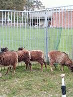 3 mooie soay schapen ( ooien ), Dieren en Toebehoren, Schapen, Geiten en Varkens