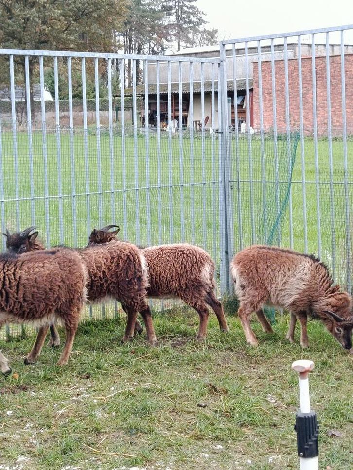 3 mooie soay schapen ( ooien ), Dieren en Toebehoren, Schapen, Geiten en Varkens
