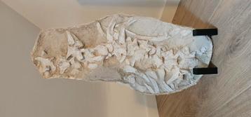 Mosasaurus Skelet  beschikbaar voor biedingen