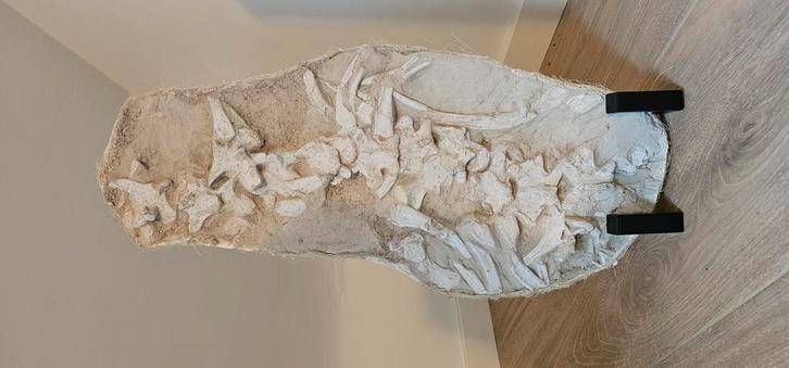 Mosasaurus Skelet, Verzamelen, Mineralen en Fossielen, Fossiel, Ophalen of Verzenden