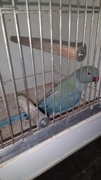 Dieren en toebehoren, Dieren en Toebehoren, Meerdere dieren, Parkiet, Geringd