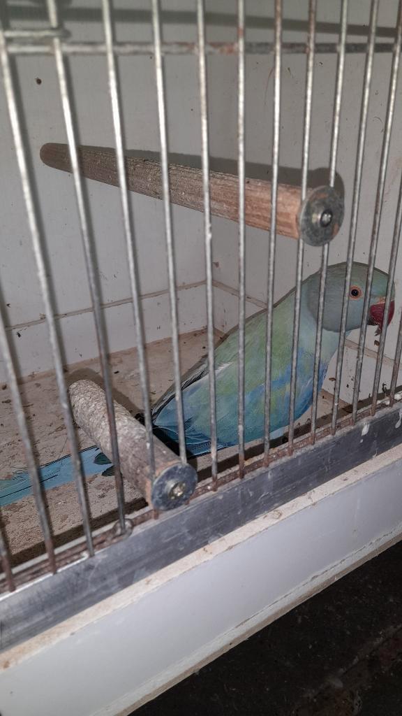 Animaux et accessoires, Animaux & Accessoires, Oiseaux | Perruches & Perroquets, Perruche, Plusieurs animaux, Bagué