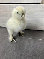 Zijdehoenkuikens, Dieren en Toebehoren, Pluimvee, Geslacht onbekend, Kip
