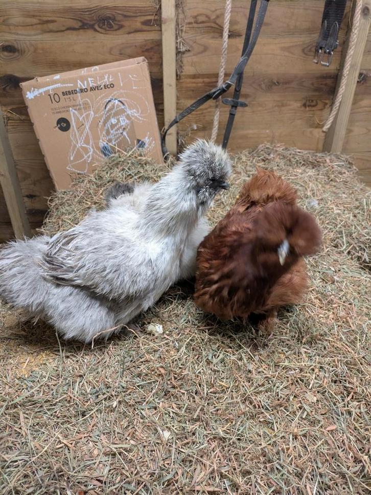 Zijdehoentjes, Dieren en Toebehoren, Pluimvee