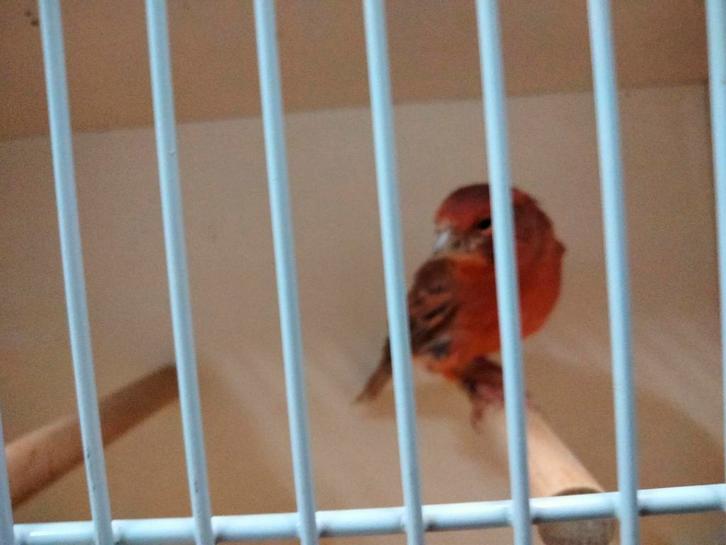 Te bekomen agaat rode kleurkanaries jonge-overjaarse koppels, Dieren en Toebehoren, Vogels | Kanaries, Kleurkanarie, Meerdere dieren
