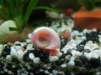 posthoornslakjes, Animaux & Accessoires, Poissons | Poissons d'aquarium, Poisson d'eau douce, Escargot ou Mollusque