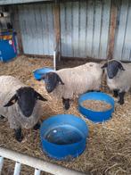Suffolk schapen, Dieren en Toebehoren, Schapen, Geiten en Varkens