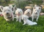Minimaltezer pupje nog 1 teefje, Dieren en Toebehoren, Rabiës, België, Fokker | Hobbymatig, Overige rassen