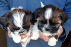 Shih Tzu pups, Dieren en Toebehoren, Honden | Chihuahua's en Gezelschapshonden, België, CDV (hondenziekte), 8 tot 15 weken, Meerdere