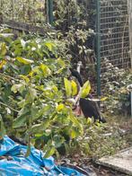Indische loopeenden. 2 vrouwtjes 1 mannetje., Dieren en Toebehoren