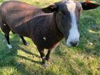 Zwartbles Ram, Dieren en Toebehoren, Schapen, Geiten en Varkens, Mannelijk, Schaap, 0 tot 2 jaar