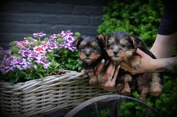 Chiots Yorkshire Terrier