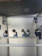 A. Personatus, Animaux & Accessoires, Plusieurs animaux, Perroquet nain ou Inséparable, Bagué