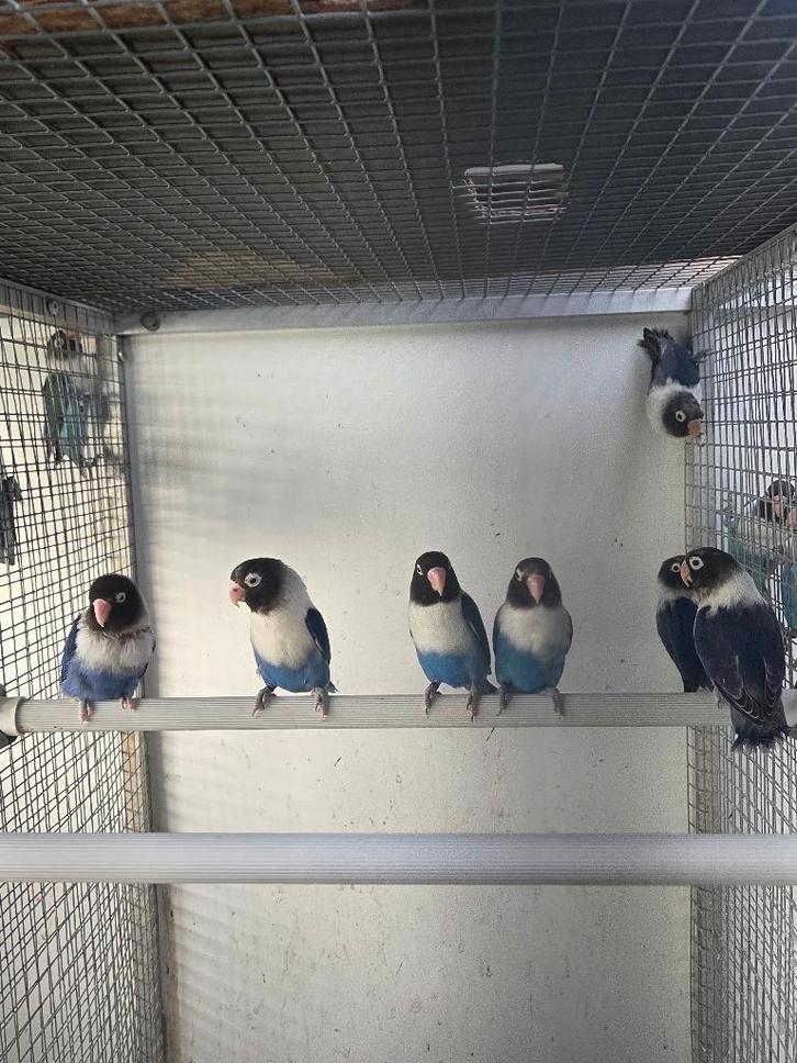 A. Personatus, Animaux & Accessoires, Oiseaux | Perruches & Perroquets, Perroquet nain ou Inséparable, Plusieurs animaux, Bagué