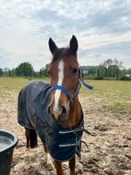 Super lieve c-pony, Dieren en Toebehoren, Pony's, Merrie, Zadelmak, 3 tot 6 jaar, Recreatiepony