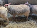 Ram, Dieren en Toebehoren, Mannelijk, Schaap, 0 tot 2 jaar