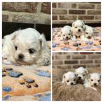 Maltezer pupjes, Dieren en Toebehoren, België, Maltezer, CDV (hondenziekte), 8 tot 15 weken