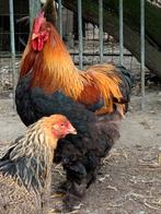 Cochin groothoender, Dieren en Toebehoren, Pluimvee
