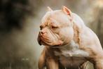 AMERICAN BULLY PUPS ( MOOIE  BLOEDLIJNEN ), Parvovirose, Autres races, Plusieurs, Belgique