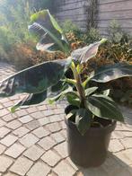 Bananenplant, Tuin en Terras, Planten | Tuinplanten, Ophalen