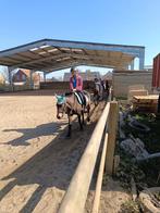 Ponykampen