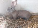 Ram  vlinder  te koop, Dieren en Toebehoren, Konijnen