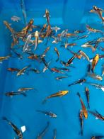 Ghost koi 12-15cm, Dieren en Toebehoren, Vissen | Vijvervissen