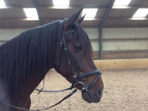 geweldig bomproof paard, Animaux & Accessoires, Chevaux, Hongre, B, 170 à 175 cm, 11 ans ou plus, Cheval de récréation, Avec pedigree