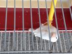 Kanaries, Dieren en Toebehoren, Vogels | Kanaries