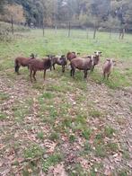 5 prachtige kameroen ooien, Dieren en Toebehoren, Schapen, Geiten en Varkens, Vrouwelijk, Schaap
