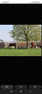 Pension prairie Tournai, Animaux & Accessoires, 2 ou 3 chevaux ou poneys, Pâturage