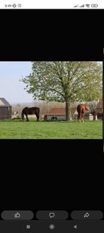 Pension prairie Tournai, 2 ou 3 chevaux ou poneys, Pâturage