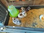 Wyandotte kriel haantjes, Dieren en Toebehoren, Ophalen, Zo goed als nieuw