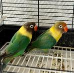 Couple Agapornis, Animaux & Accessoires, Mâle, Bagué