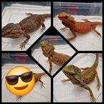4 vrouwtjes baardagamen bijzondere mooie kleuren, Dieren en Toebehoren, Reptielen en Amfibieën, 0 tot 2 jaar, Tam, Hagedis