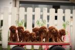 Dwergpoedel pups, Belgisch fokker