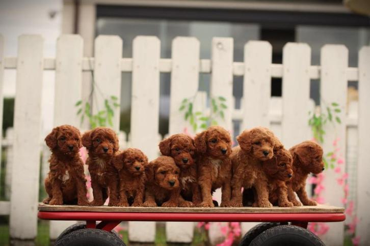 Dwergpoedel pups, Belgisch fokker, Dieren en Toebehoren, Honden | Chihuahua's en Gezelschapshonden, Meerdere dieren, Poedel, Fokker | Professioneel