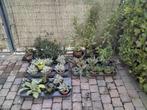 Vaste planten/Solidago/Coquelourde/Cotoniaster/Maagdenpalm, Tuin en Terras, Planten | Tuinplanten, Ophalen of Verzenden, Vaste plant