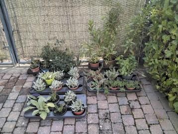 Vaste planten/Solidago/Coquelourde/Cotoniaster/Maagdenpalm beschikbaar voor biedingen