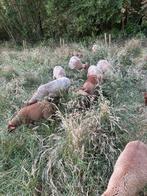 Ardense Voskop schapen