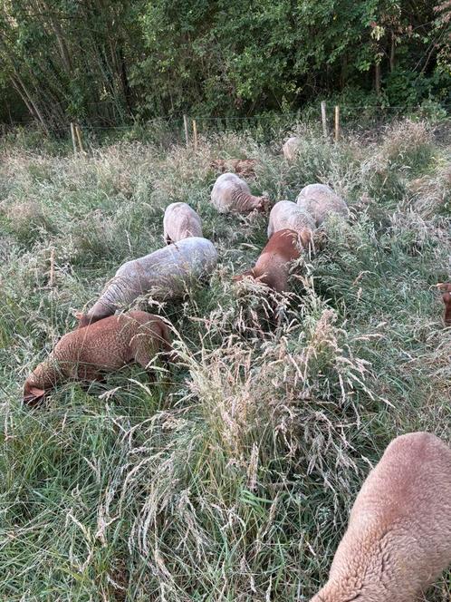 Ardense Voskop schapen, Dieren en Toebehoren, Schapen, Geiten en Varkens