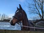 Recreatiepaard merrie 13jaar, Dieren en Toebehoren, Paarden, Merrie, Met stamboom, Springpaard, Z