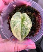 Alocasia silver dragon aurea, Enlèvement